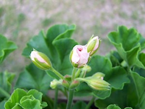 Pelargonia - zdjęcie od Marzena Więcław