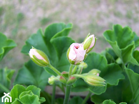 Aranżacje wnętrz - Ogród: Pelargonia - Marzena Więcław. Przeglądaj, dodawaj i zapisuj najlepsze zdjęcia, pomysły i inspiracje designerskie. W bazie mamy już prawie milion fotografii!