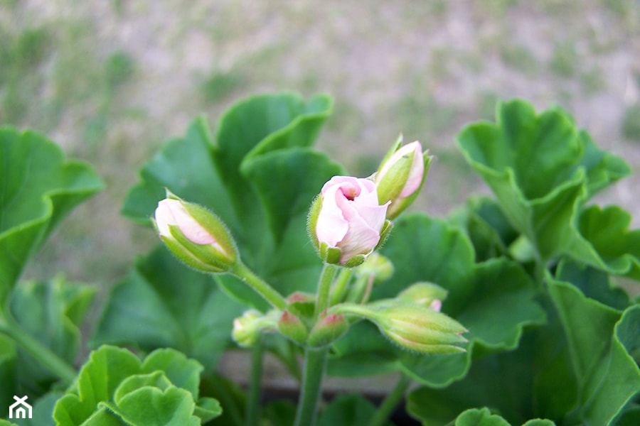 Pelargonia - zdjęcie od Marzena Więcław