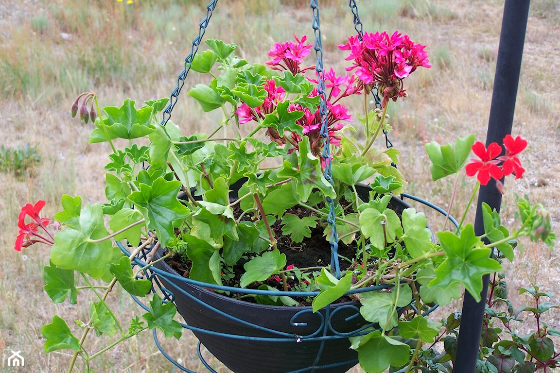 zimowanie pelargonii