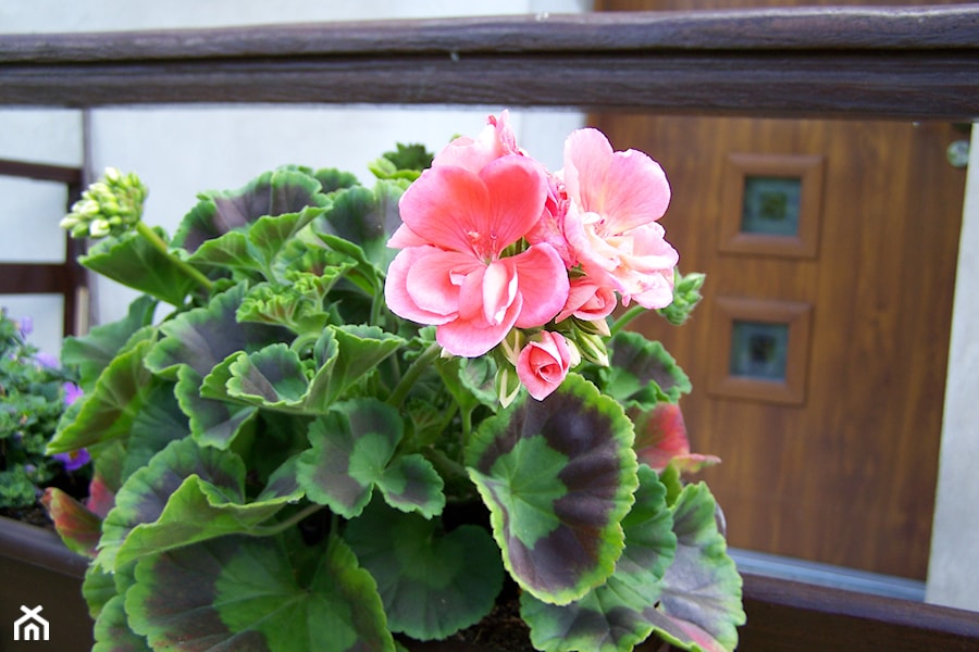 Pelargonia - zdjęcie od Marzena Więcław