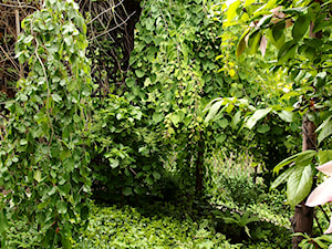 Średni z lampami stojącymi ogród tropikalny za domem - zdjęcie od Joanna Morys-Orządała