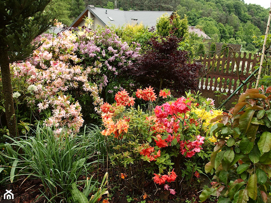 Średni ogród przed domem - zdjęcie od Joanna Morys-Orządała