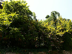 Ogród - zdjęcie od Joanna Morys-Orządała