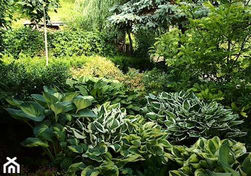 Średni ogród tropikalny za domem - zdjęcie od Joanna Morys-Orządała