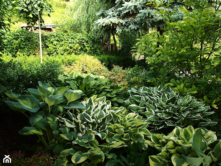 Średni ogród tropikalny za domem - zdjęcie od Joanna Morys-Orządała