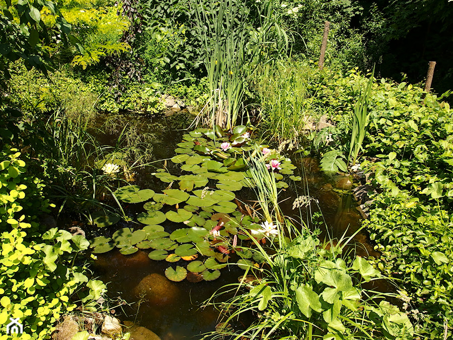 Średni ogród tropikalny z oczkiem wodnym przed domem - zdjęcie od Joanna Morys-Orządała
