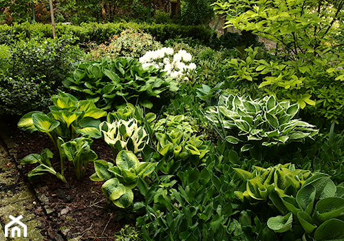 Średni z nawierzchnią pokrytą kostką brukową ogród tropikalny - zdjęcie od Joanna Morys-Orządała