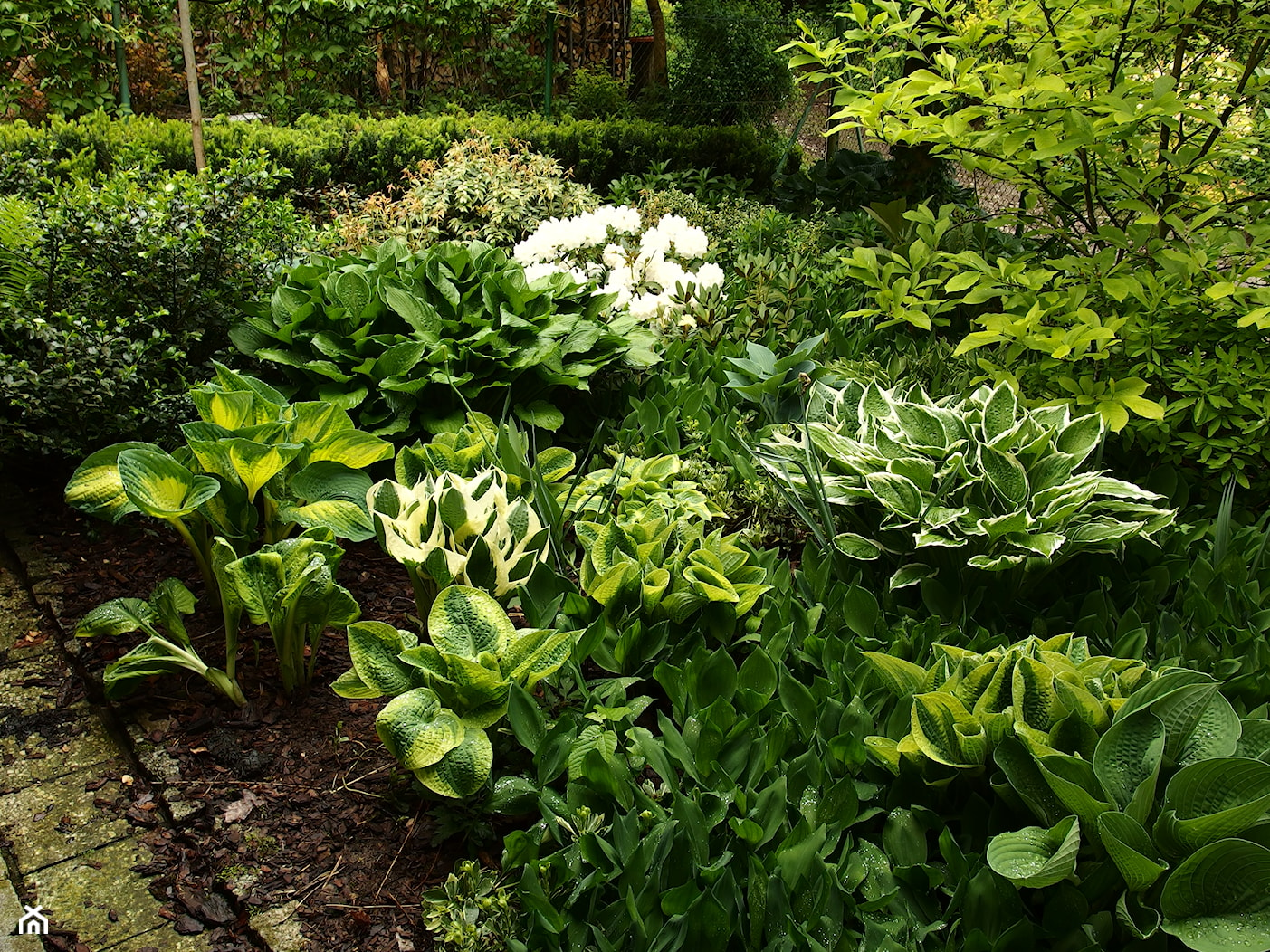 Średni z nawierzchnią pokrytą kostką brukową ogród tropikalny - zdjęcie od Joanna Morys-Orządała - Homebook