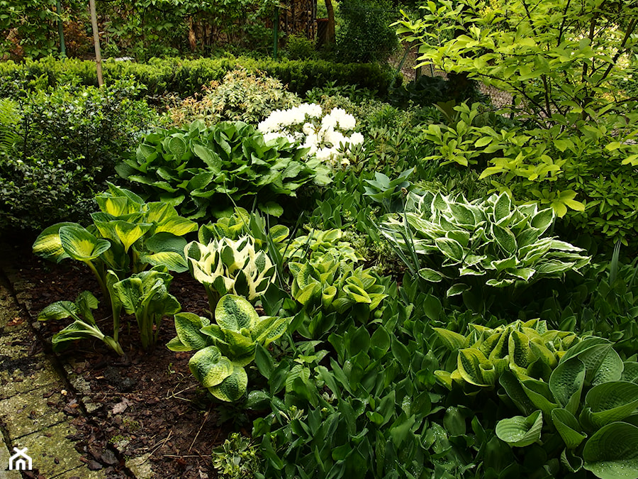 Średni z nawierzchnią pokrytą kostką brukową ogród tropikalny - zdjęcie od Joanna Morys-Orządała
