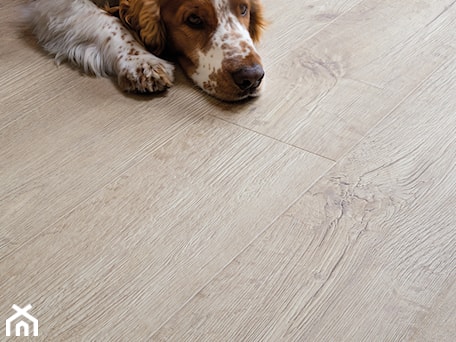 Aranżacje wnętrz - : - Quick Step. Przeglądaj, dodawaj i zapisuj najlepsze zdjęcia, pomysły i inspiracje designerskie. W bazie mamy już prawie milion fotografii!