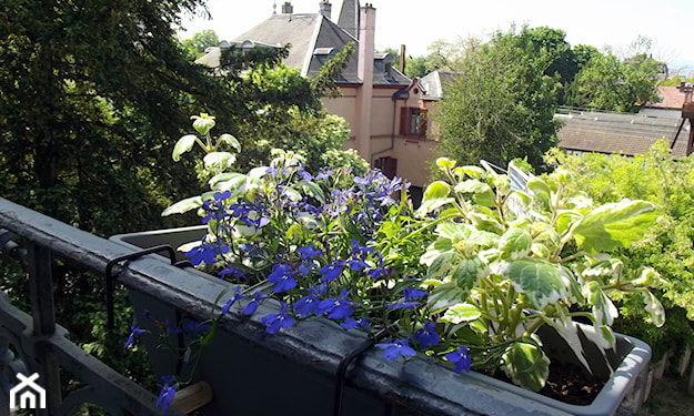 lobelia wieloletnia na w donicy balkonie