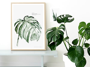 Monstera – pielęgnacja, rozmnażanie, przesadzanie