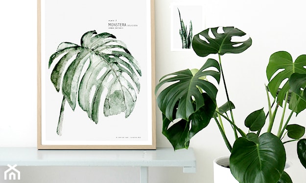 monstera w mieszkaniu