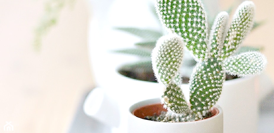 Kaktusy doniczkowe – wszystko o pielęgnacji kaktusów