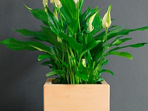 Skrzynka na kwiaty pojedyncza - zdjęcie od WooDoo People