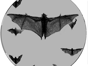 Bat - zdjęcie od Bogusia Optikal