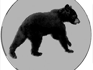 Black Bear - zdjęcie od Bogusia Optikal