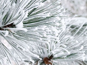 Iglaki zimą - zdjęcie od Aleksandra Kura