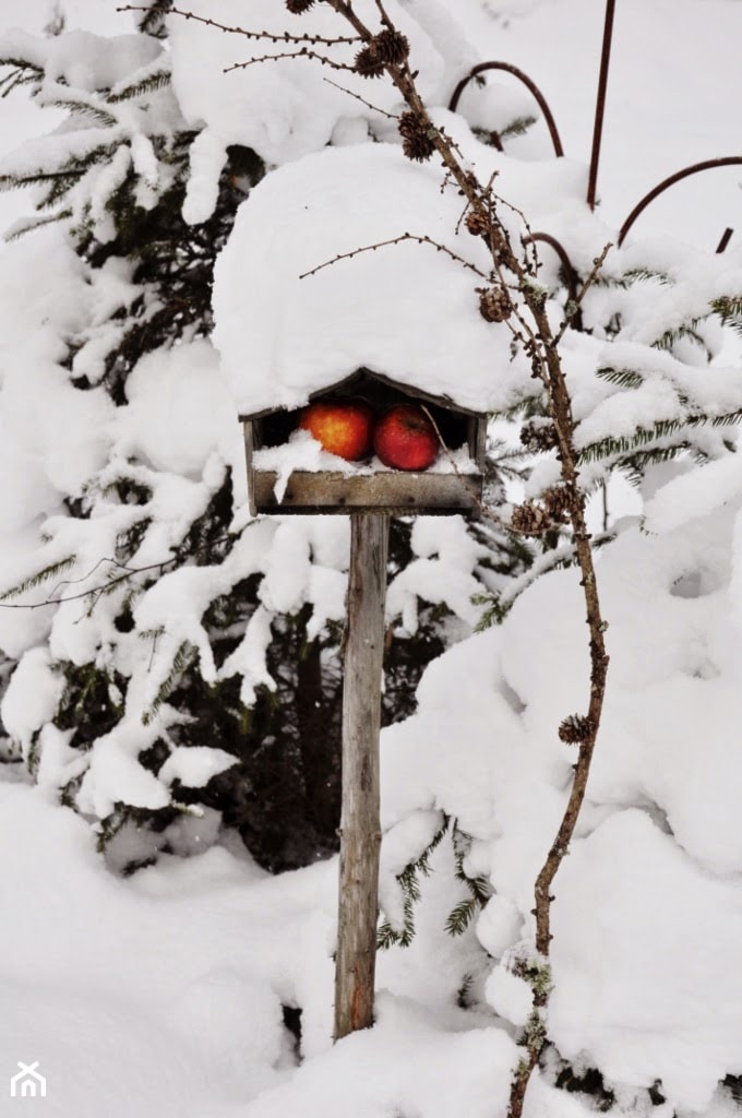 Zima w ogrodzie - zdjęcie od Aleksandra Kura