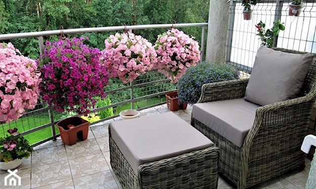 różowe surfinie na balkonie