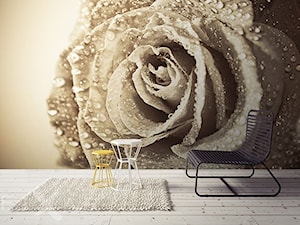 Róża skąpana w rosie - zdjęcie od Fixar PL