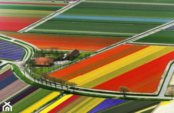 ogrody tulipanowe - zdjęcie od DOMO - Homebook