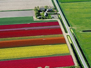 ogrody tulipanowe - zdjęcie od DOMO