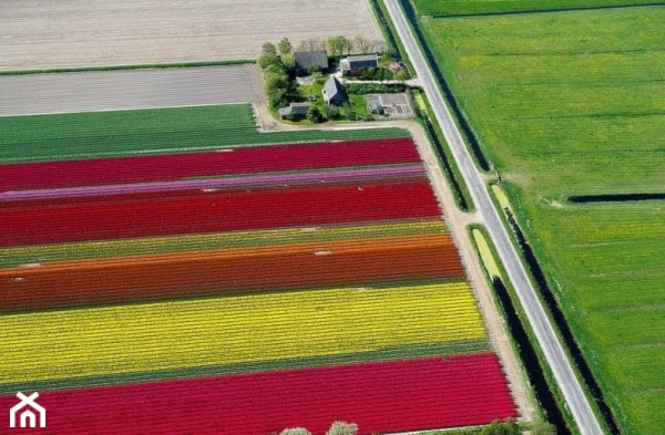 ogrody tulipanowe - zdjęcie od DOMO - Homebook