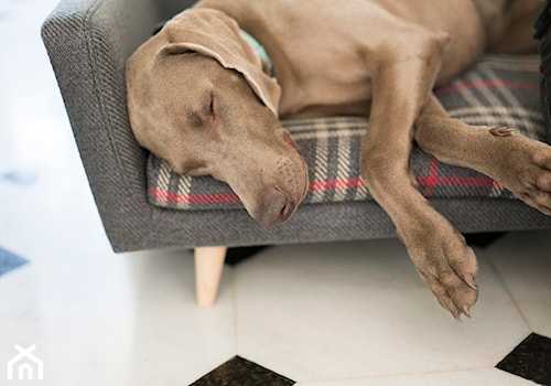 Meble dla psów - zdjęcie od Pies na kanapie. Ekskluzywne legowiska dla psów.