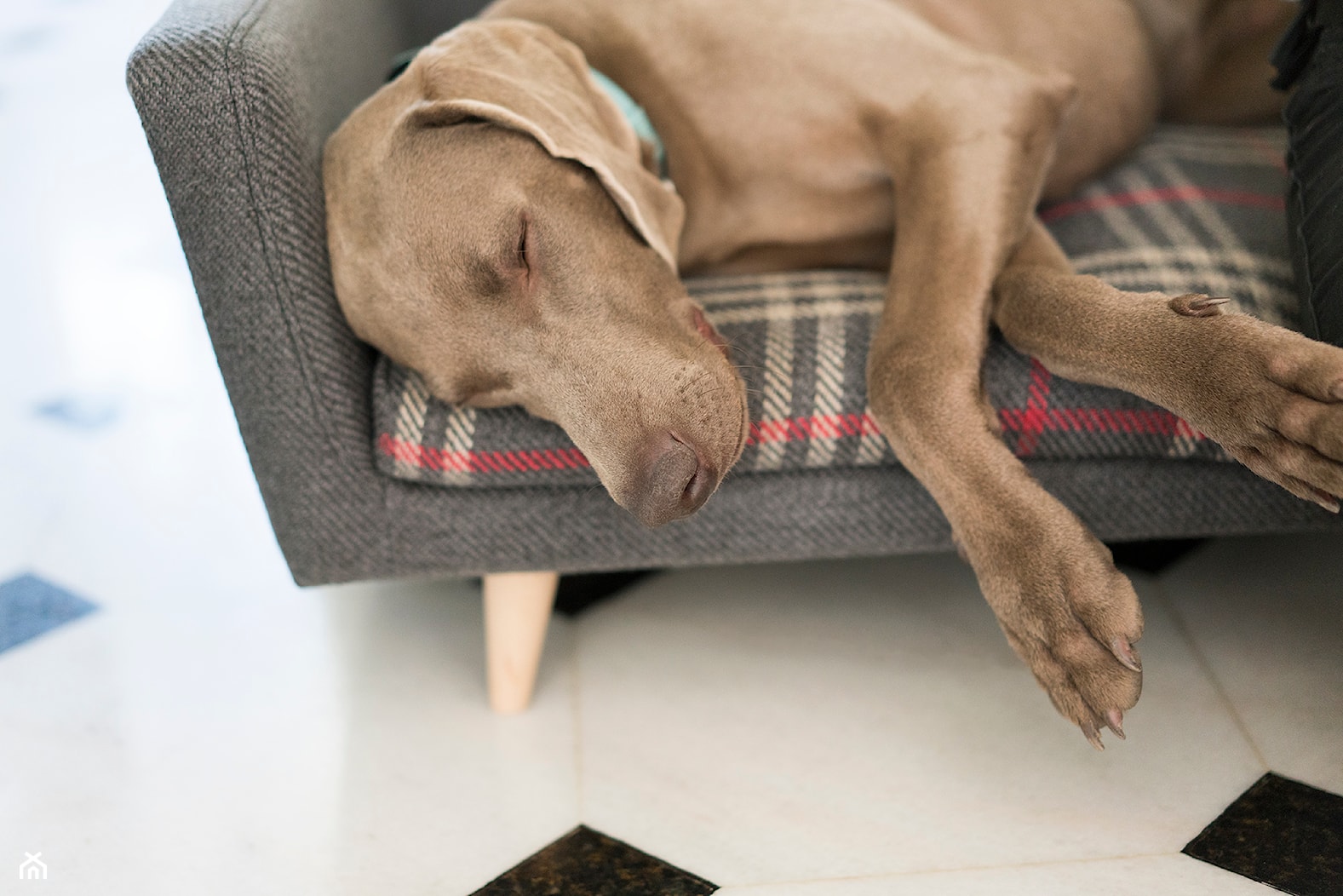 Meble dla psów - zdjęcie od Pies na kanapie. Ekskluzywne legowiska dla psów. - Homebook