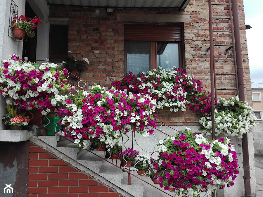#kompozycjekwiatowe - Mały z kamienną podłogą z donicami na kwiaty taras z przodu domu z tyłu domu - zdjęcie od Honorata Nowak 3