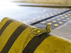 Miodna pszczoła - zdjęcie od kolorowe kable