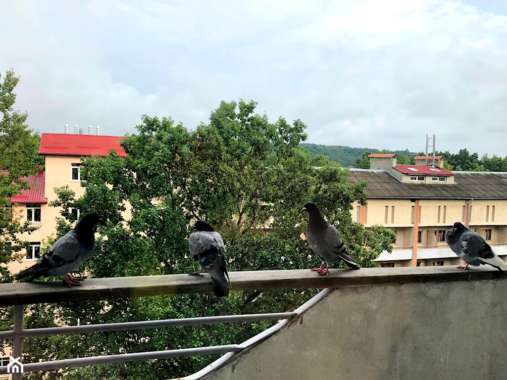 gołębie na balkonie