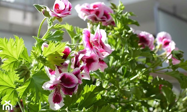 kwiaty doniczkowe na taras pelargonia