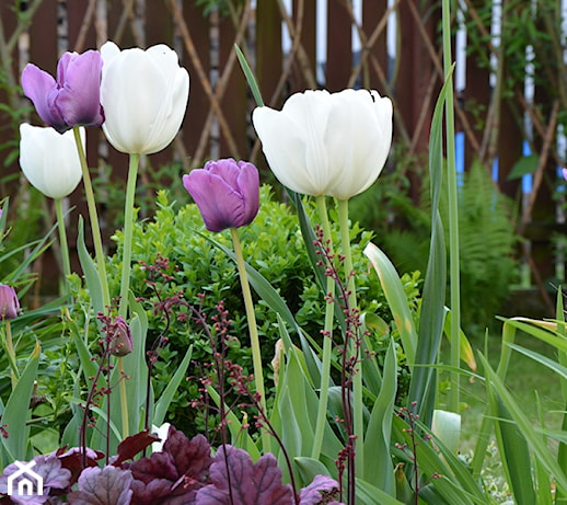 Jak i kiedy sadzić tulipany? Sadzenie tulipanów jesienią