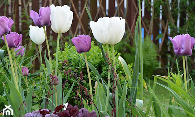 sadzenie cebulek tulipanów