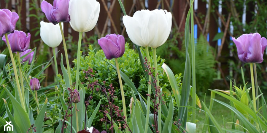 Jak i kiedy sadzić tulipany? Sadzenie tulipanów jesienią