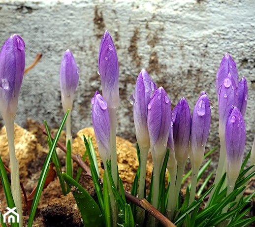 Ogród w najmodniejszych kolorach roku – Very Peri czy Orchid Flower? Sprawdź inspiracje i pomysły