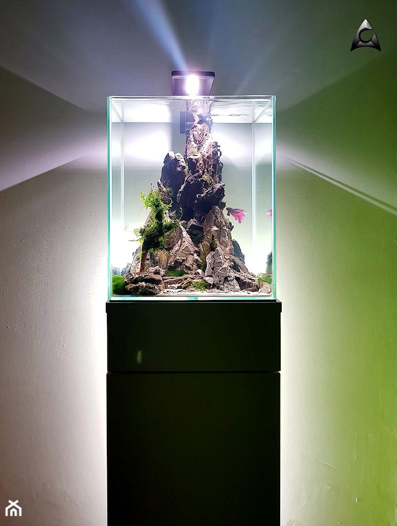 Akwarium nano - zdjęcie od Przenoszący Góry - Homebook