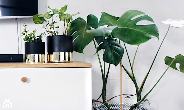 monstera w salonie