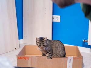 Kot Stefan zainteresowany pudełkiem. - zdjęcie od Magdalena Woźniak 21
