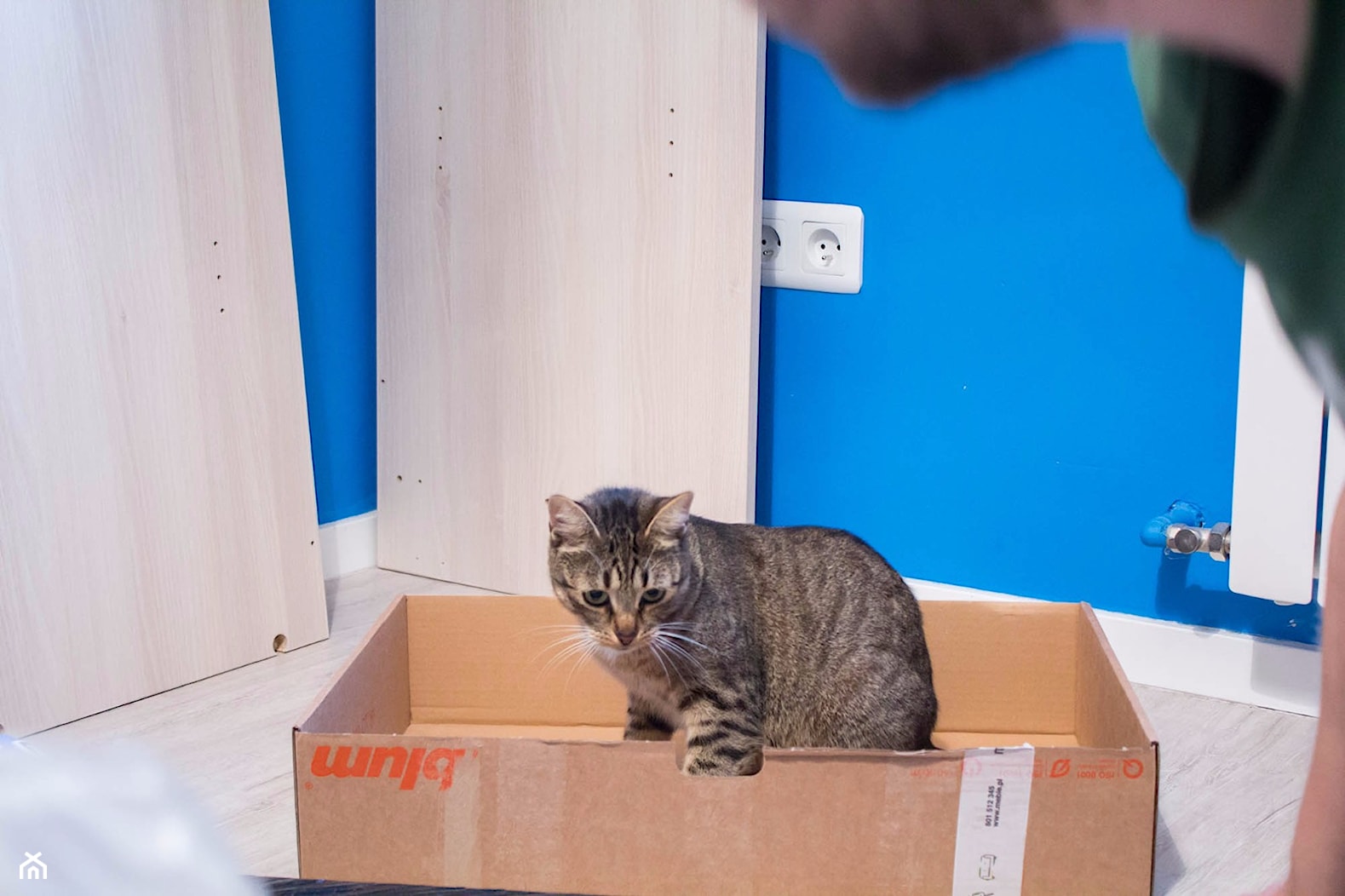 Kot Stefan zainteresowany pudełkiem. - zdjęcie od Magdalena Woźniak 21 - Homebook