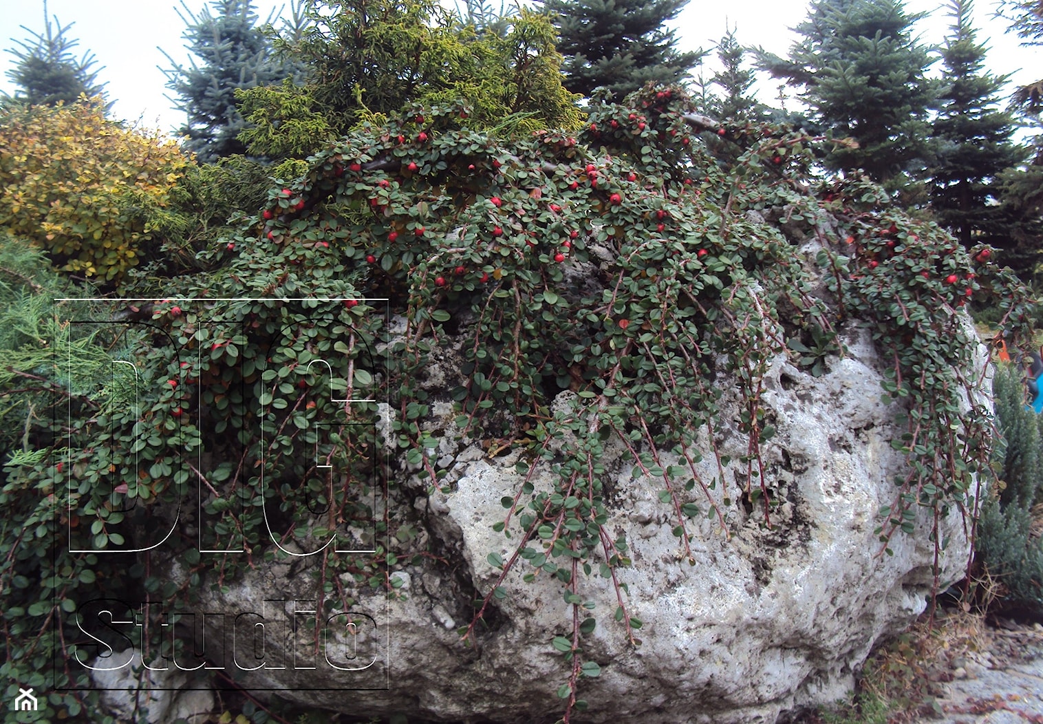 kamień w ogrodzie - Ogród - zdjęcie od digstudio - Homebook