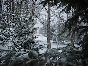 Forest in home - Domy - zdjęcie od bogusias_dream