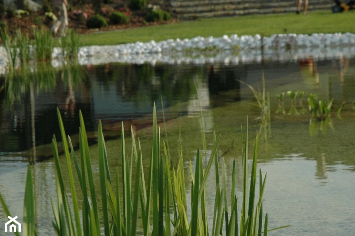 staw kąpielowy basen naturalny - realizacja - zdjęcie od greenin studio architektury krajobrazu