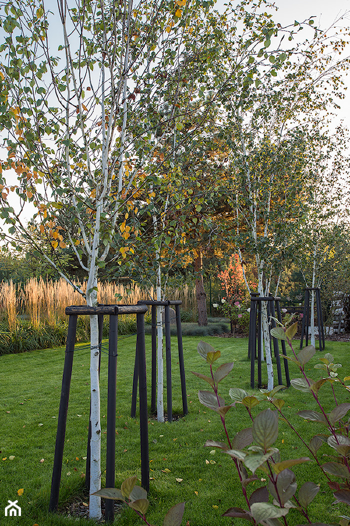 Ogród trawiasty - Ogród, styl minimalistyczny - zdjęcie od Naturalnie Studio - pracownia architektury krajobrazu - Homebook