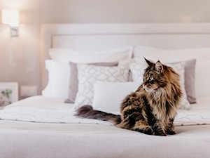 Maine Coon - Sypialnia, styl tradycyjny - zdjęcie od The Origin