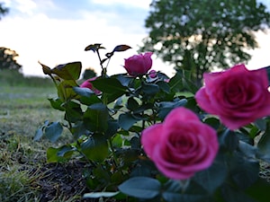 Ogród - zdjęcie od Justyna Grodź