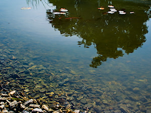 Oczko wodne z podsypką z kory - zdjęcie od Skalite Kamień